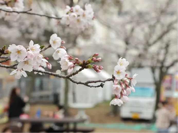 桜の広場のグルメ屋台